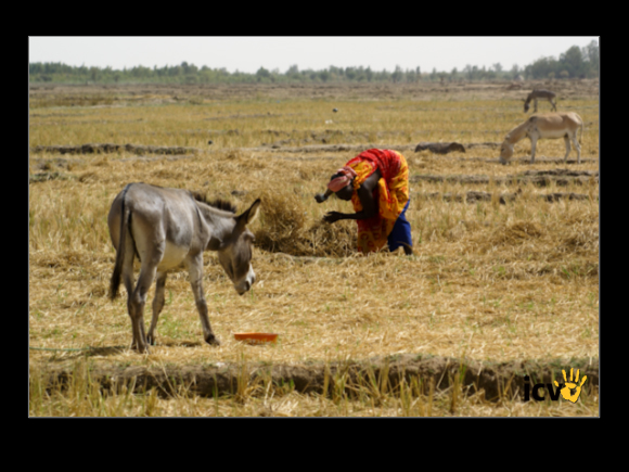 ./greenvoice/gallery/Gallery/AgriGuide/2-044.jpg