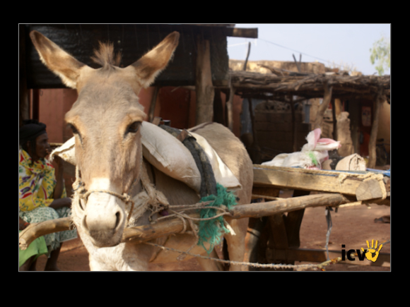 ./greenvoice/gallery/Gallery/AgriGuide/2-066.jpg