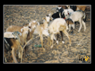 ./greenvoice/gallery/Gallery/AgriGuide/_thb_2-013.jpg