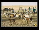 ./greenvoice/gallery/Gallery/AgriGuide/_thb_2-017.jpg