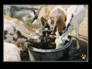 ./greenvoice/gallery/Gallery/AgriGuide/_thb_2-020.jpg