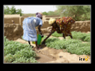 ./greenvoice/gallery/Gallery/AgriGuide/_thb_2-043.jpg