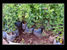 ./greenvoice/gallery/Gallery/AgriGuide/_thb_2-055.jpg