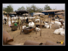 ./greenvoice/gallery/Gallery/AgriGuide/_thb_2-058.jpg